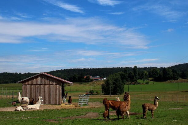 Lamas vom Kaindlhof