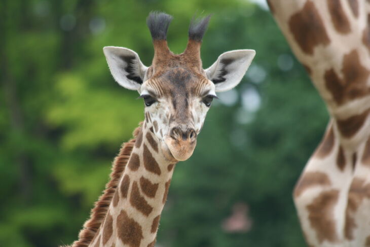 Zoo Augsburg