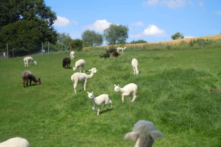Westwood Alpaca Farm